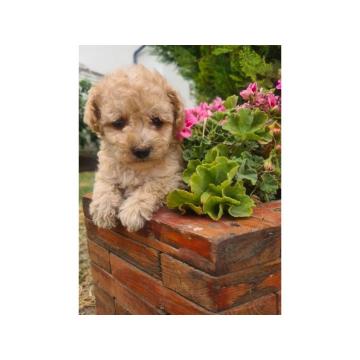 Labradoodle prelepi štenci