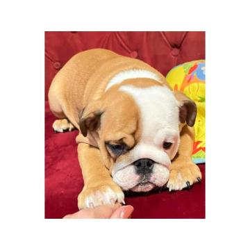 Engleski BULDOG zenkice 