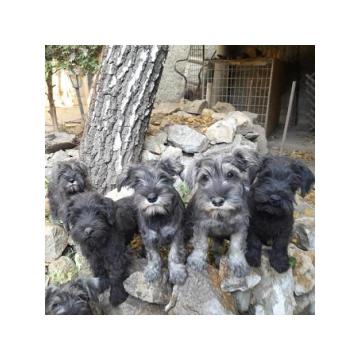 Patuljasti šnauceri crni i biber-so  