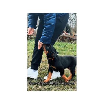 Štenad Rotvajlera mužjak i ženka 