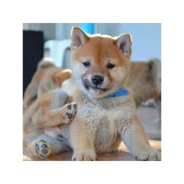 Shiba inu štenci