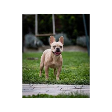 Francuski buldog, mlade ženke