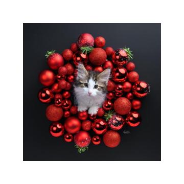 Norveška šumska mačka,mačići