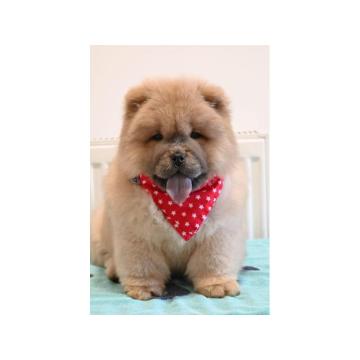 Chow Chow Cau Cau Čau Čau