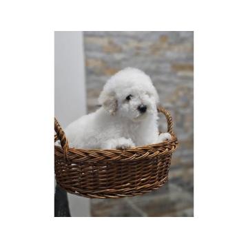 Pudle u ponudi, stare 3 meseca 