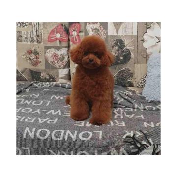 Teddy bear toy PUDLE 