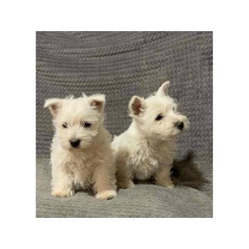 Westy terijer ženke