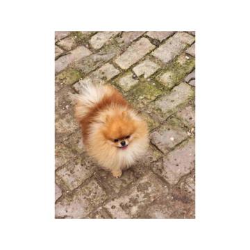 Dostupan muzijak POMERANCA 2 godine 