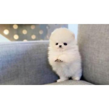 Prodaju se štenci pomeranca stari 12 tjedana. 