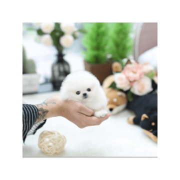 Prodaju se šarmantni štenci pomeranca. 