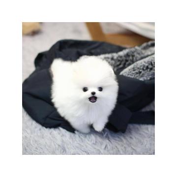 Prodaju se zdravi štenci pomeranca. 