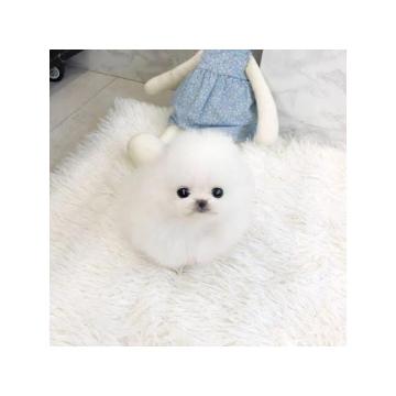 Prodaju se umiljati štenci pomeranca. 