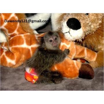 Prodaju se majmuni marmozeti stari 9 tjedana 