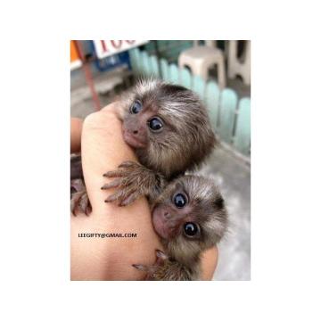 Prodajem majmune prstaste bebe marmozeta 