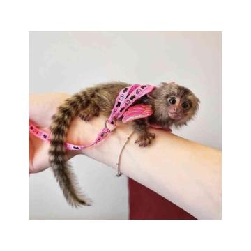 Prodajem socijalizirane bebe marmozeta majmuna,