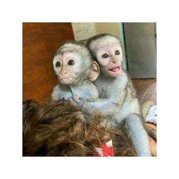 Prodajem blizance majmuna kapucina.. 