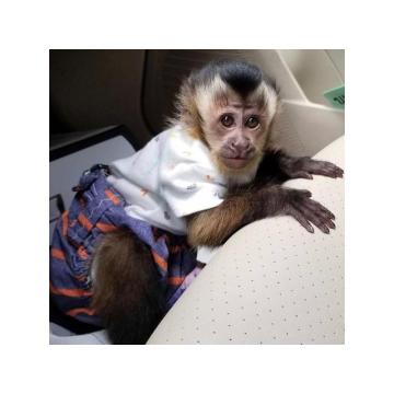 Inteligentne bebe kapucina na prodaju..