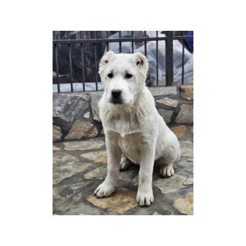 Na prodaju štenci srednjeazijskog ovčara 