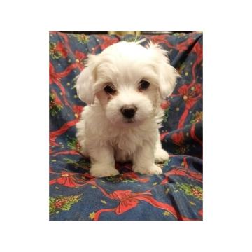 Prodajem  štence Coton de Tuleara