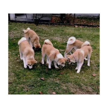 Japanska Akita štenci na prodaju