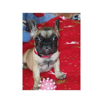 Stenci FRANCUSKOG buldoga