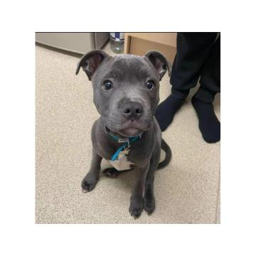 Штенци стафордског атаериера