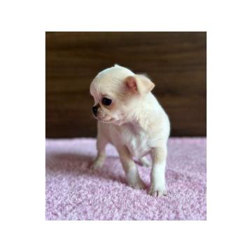 Чиваве са микро чипом спремне за преузимање