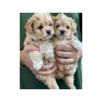 Малтипоо штенци