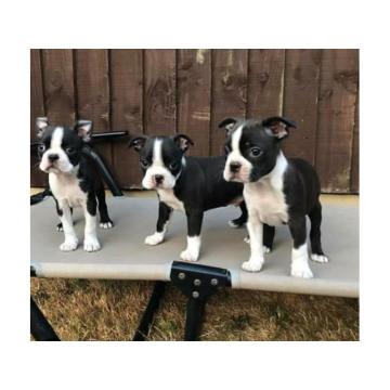 Штенци бостонског теријера.