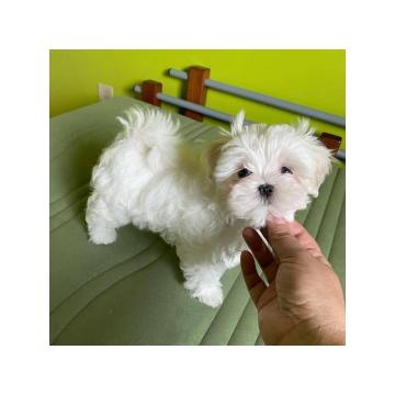 Малтешки штенци