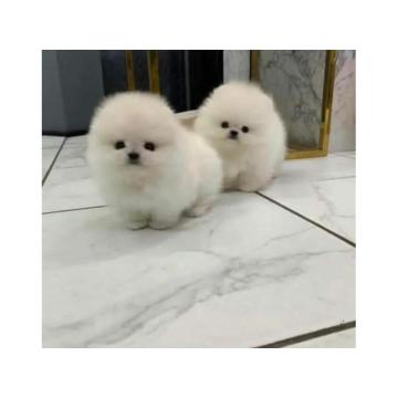 Померанци Штенци високог квалитета оба пола у више боја