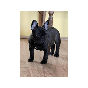 Francuski Buldog PRELEPI štenci