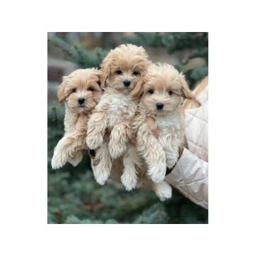 малтипоо пуппиес