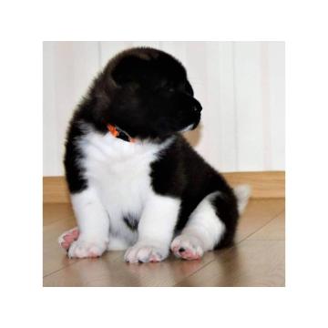 Штенци америчке аките