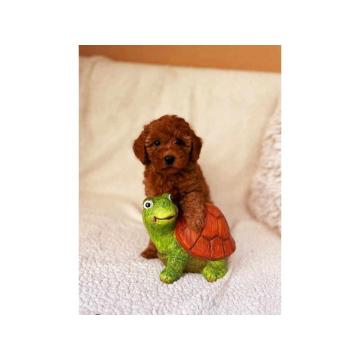 Toy i patuljaste pudle, štenci 