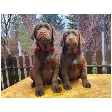 Labrador retriver čokoladni štenci