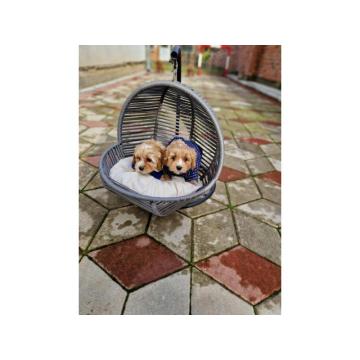 Maltipoo stenci spremni za preuzimanje 