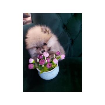  Predivni štenci Pomeranaca – Vaš novi član porodice