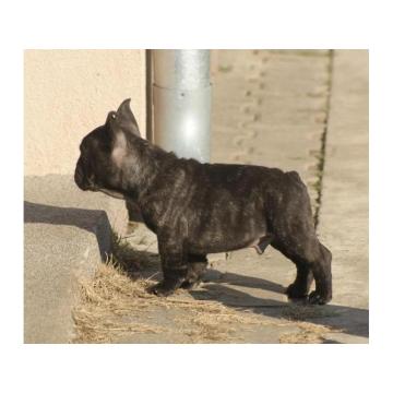 Francuski buldog  