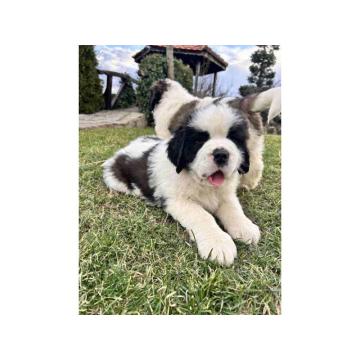 BERNADINCI štenad od vrsnih roditelja 