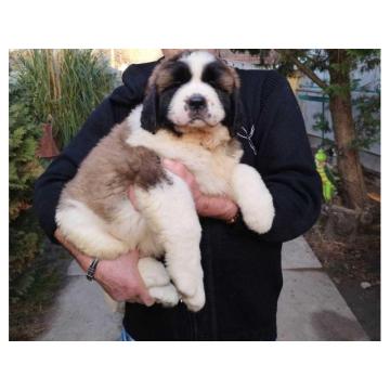 Štenci MOSKOVSKOG čuvara   