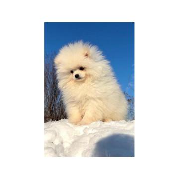 Pomeranac beli i krem 