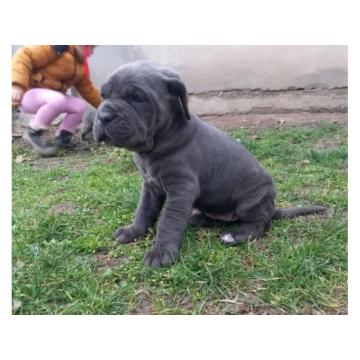 Napuljski Mastif štenci