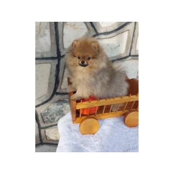 Na prodaju čistokrvni pomeranci sa pedigreom  