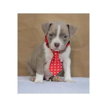 American bully pocket  