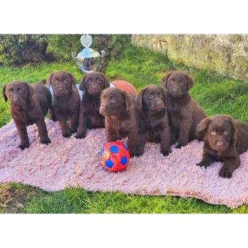Dostupni štenci LABRADORA starosti 9 nedelja 