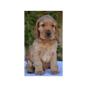 Štenci engleskog koker spanijela  