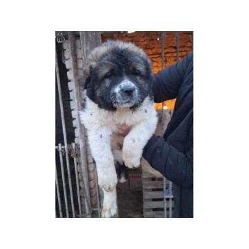 KAVKASKI ovčar štenci na prodaju 