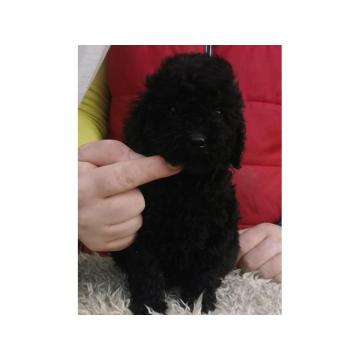 Toy PUDLE sa rodovnikom,  stare 9 nedelja 