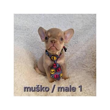 Francuski buldog, štenci egzotik boje